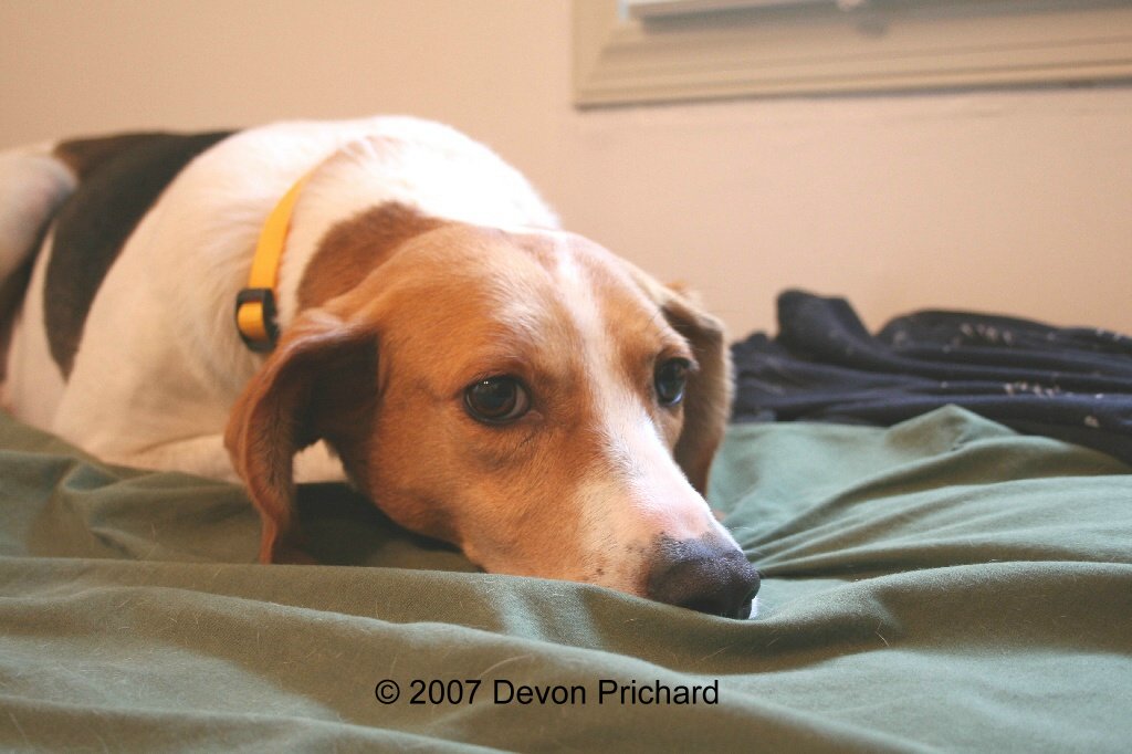 photo of Candy